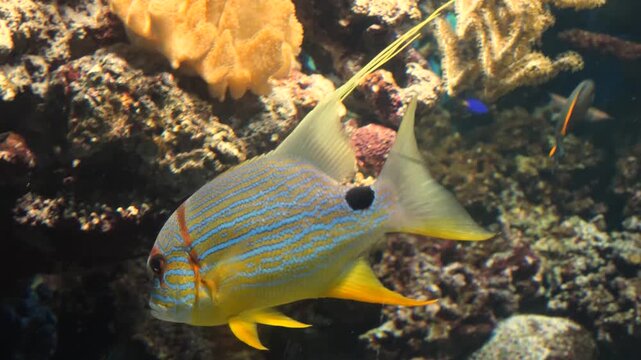 Close up of a sail fin snapper fish swimming beside a coral reef underwater.
