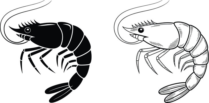 Hand drawn shrimp or prawn vector set, showing seafood, aquatic animal, nature and fishing concept