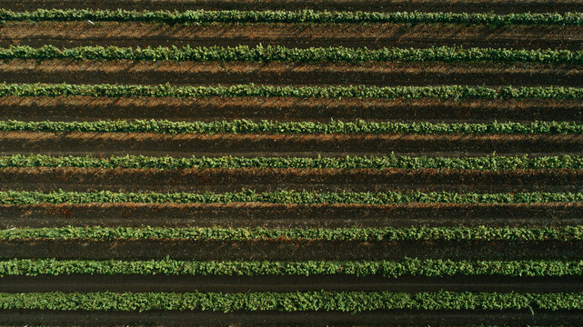 Aerial view of verdant rows of crops create a textured tapestry across the agricultural landscape, Novi Sad, Vojvodina, Serbia.