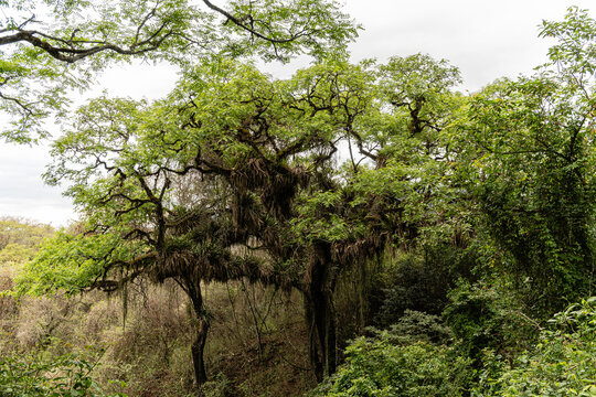 &Aacute;rboles en selva tropical