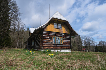 Fototapeta premium Abandoned wooden mountain cottage with blooming yellow daffodils