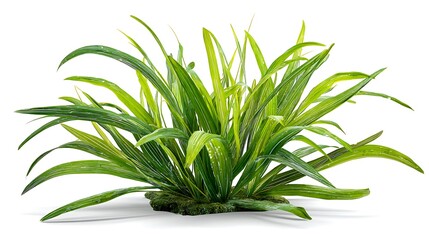 A lush green plant with long leaves sits on a white surface.