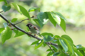 初夏　自然　風景　鳥 © mono31.u 