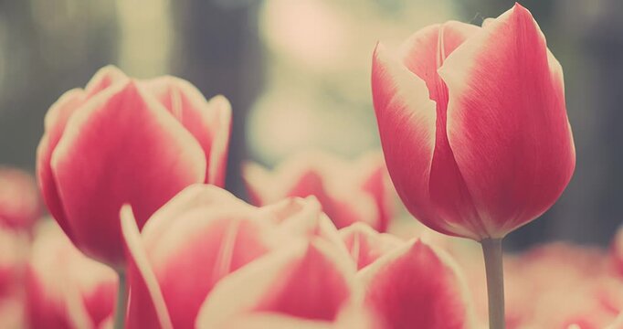 Pink Tulips Blooming in Garden on Sunny Spring Day, Soft Natural Light, Floral Background