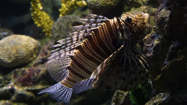 Close up of a lion or fire fish goby slowly swimming up along a coral reef underwater.