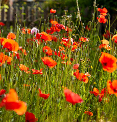 Obraz premium Vibrant Red Poppies Blooming in a Sunny Summer Field