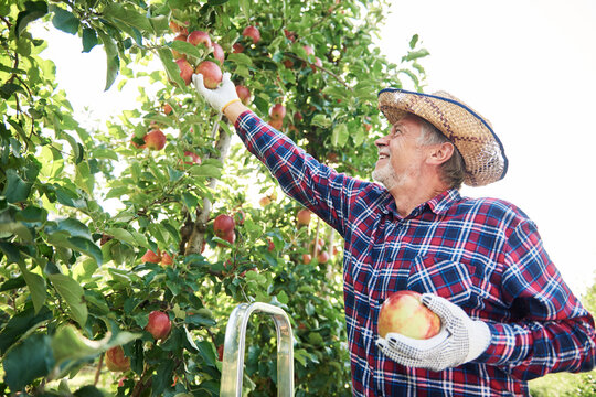 Fruit grower harvesting apples in orchard