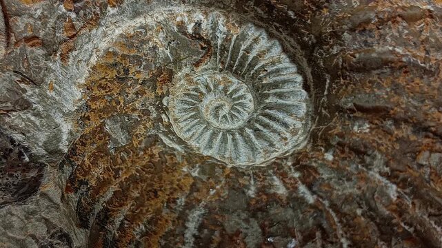 Close Up of Petrified Ammonite Fossil