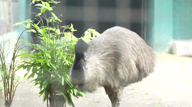 The Emu Birds in the zoo.