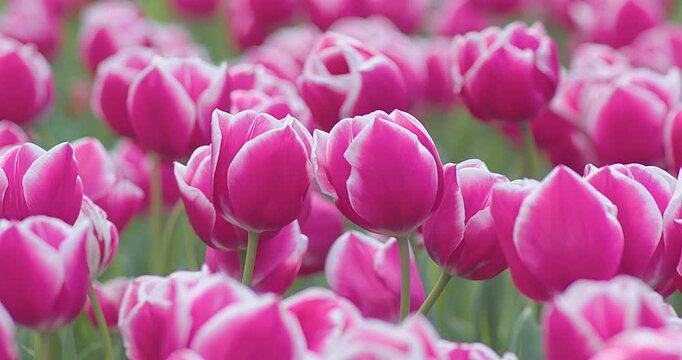 Pink Tulips Blooming in Garden on Sunny Spring Day, Soft Natural Light, Floral Background