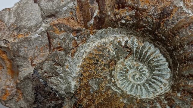 Close Up of Petrified Ammonite Fossil