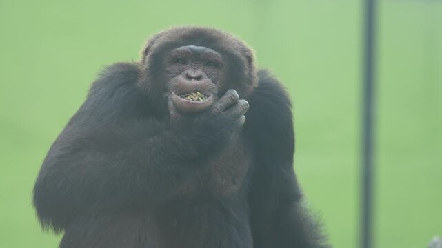 The Gorrila in the zoo.