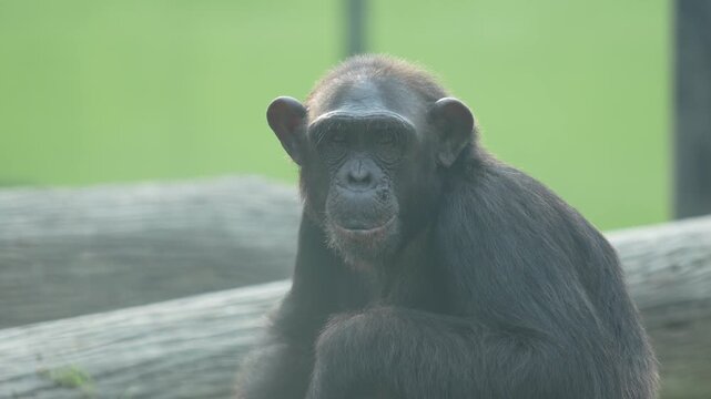 The Gorrila in the zoo.