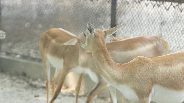 The Blackbucks Deer in the zoo.