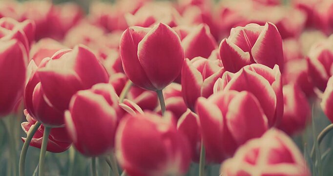 Pink Tulips Blooming in Garden on Sunny Spring Day, Soft Natural Light, Floral Background