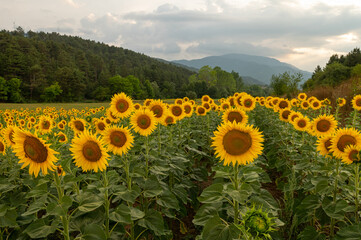 Obraz premium A wide-angle shot of a vast sunflower field stretching out under a cloudy sky, accompanied by mountain and forest scenery.