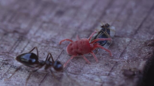 Red velvet mite static around fly as ant crawls across rough bark surface