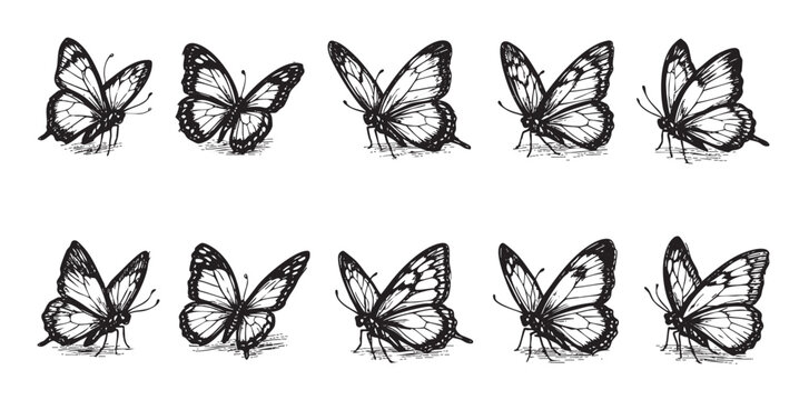 Hand-drawn illustration of several butterflies lined up in two rows on a white background. For graphic design, textile prints, nature themes, and educational materials.