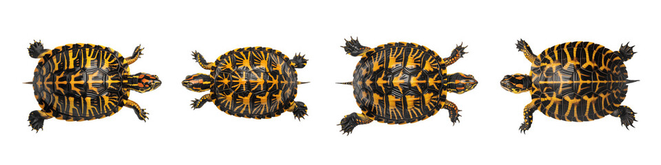 Collection for Four turtles in different positions isolated on transparent background