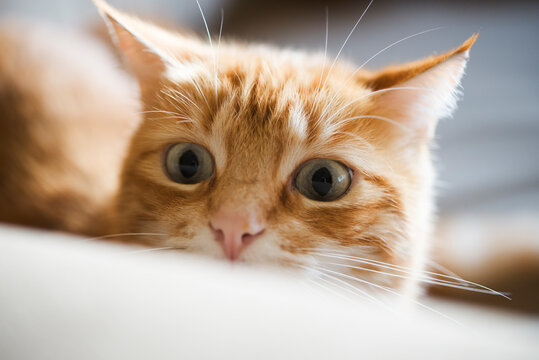 Portrait of ginger cat watching something