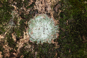 tree bark covered with green moss and lichen growth