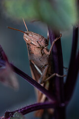 A brown grasshopper perched on a plant stem with detailed body texture and sharp antennae.