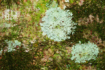 tree bark covered with green moss and lichen growth
