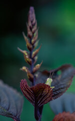 A small green grasshopper perched on a young reddish leaf with detailed leaf texture and a natural bokeh background.