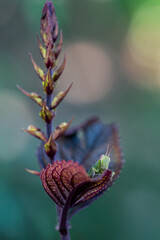 A small green grasshopper perched on a young reddish leaf with detailed leaf texture and a natural bokeh background.