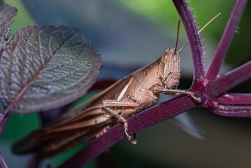 A brown grasshopper perched on a plant stem with detailed body texture and sharp antennae.