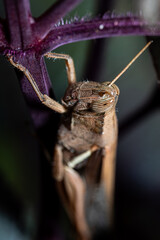 A brown grasshopper perched on a plant stem with detailed body texture and sharp antennae.
