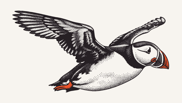 flying puffin bird illustration in retro halftone engraving style, stipple effect animal art