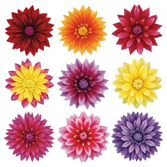 Vibrant Dahlia Flowers Collection Isolated on Black