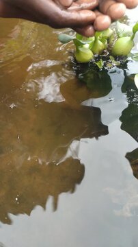 Human Hands Releasing Small Fish Back Into Water, Wildlife Conservation and Nature Care Concept, 4K