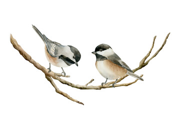 Birds on the branch Black capped Chickadee. Watercolor hand drawn illustration isolated on white background Easter decor spring design cottagecore rustic card poster rural print home textile © Leyla