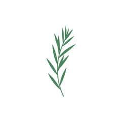 Fototapeta premium Tarragon Plant with Slim Elegant Profile, Graceful Botanical Herb 2D Vector Illustration