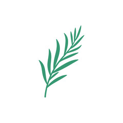 Fototapeta premium Tarragon Sprig with Long Flowing Leaves Botanical Herb Illustration Fresh Green Foliage