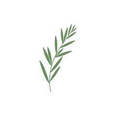 Obraz premium Tarragon Sprig with Modern Botanical Feel Botanical Herb Illustration Green Garden Foliage