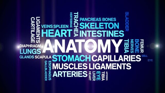 Anatomy animated word cloud-text design animation tag kinetic typography seamless loop.