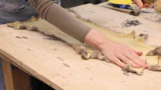 Close view of female hands carefully smoothing a stretched animal pelt fixed to a wooden workbench. The fur faces down while the leather surface is aligned by hand during garment preparation.