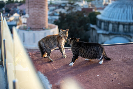 Two cats fighting on the roof in Istanbul