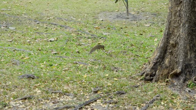 Brown squirrel leaps across grassy park ground surrounded by scattered leaves green bushes rough tree trunk and soft natural light in woodland clearing.