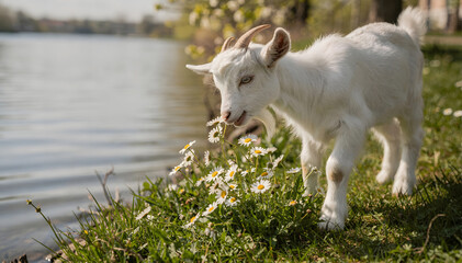 Obraz premium Goat Grazing by the Lake: A Charming Scene of Rural Life with a White Baby Goat Eating Flowers in a Sunny Meadow by the Water, Ideal for Nature, Animals, and Farm Themes