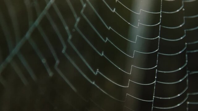 Intricate spider web glistening with dew drops in soft morning light