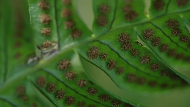 Close-up macro view of green fern leaf with brown spore clusters on underside