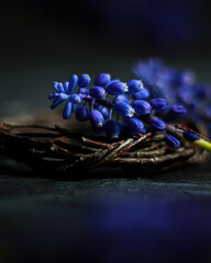 Blue muscari flowers placed on a rustic twig nest, artistic floral composition on a dark background with copy space.