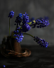 Muscari bouquet in a small metal watering can on a dark surface, moody spring still life with selective focus and copy space.