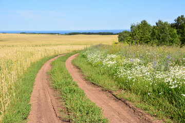 Country Road Through Wheat field and Wildflowers with forest copy space