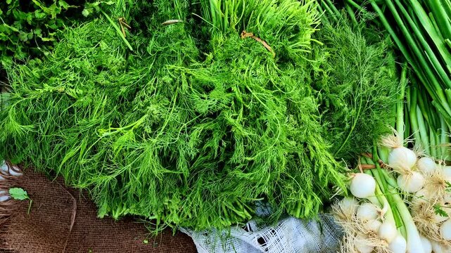Large bundles of fresh green dill sprigs Soya displayed at a market. The top-down view includes neighboring bunches of white spring onions and coriander, emphasizing a variety of fresh herbs.