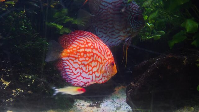Close up view of red freshwater discus fish slowly swimming around underwater between water plants